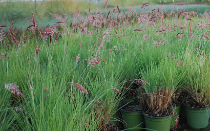 melinis nerviglumis savannah